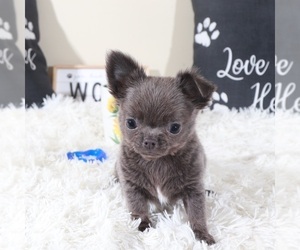 Chihuahua Puppy for sale in MOUNT VERNON, OH, USA