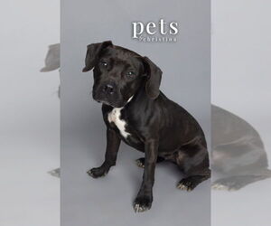 American Pit Bull Terrier-Labrador Retriever Mix Dogs for adoption in Foristell, MO, USA