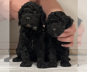 Poodle (Miniature) Puppy for sale in GARDEN GROVE, CA, USA