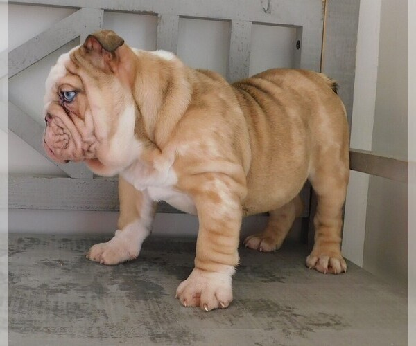 Medium Photo #3 Bulldog Puppy For Sale in CARSON CITY, MI, USA
