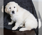 Small Photo #4 English Cream Golden Retriever Puppy For Sale in MANHEIM, PA, USA