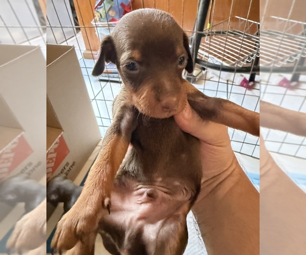Medium Photo #6 Miniature Pinscher Puppy For Sale in LOS ANGELES, CA, USA