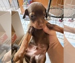 Small #5 Miniature Pinscher