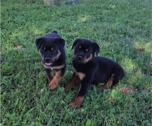 Rottweiler Puppy for Sale in JURUPA VALLEY, California USA