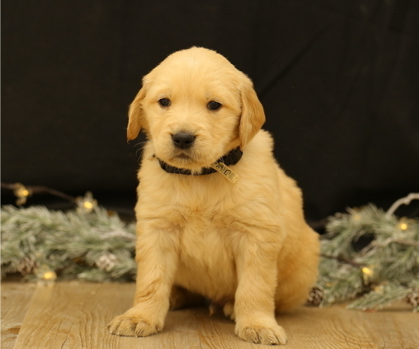 Medium Photo #1 Golden Retriever Puppy For Sale in CAMBRIDGE SPRINGS, PA, USA