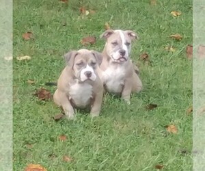 American Bully Puppy for sale in HARRIMAN, TN, USA