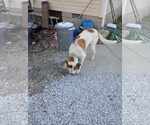 Small #1 Saint Bernard Mix
