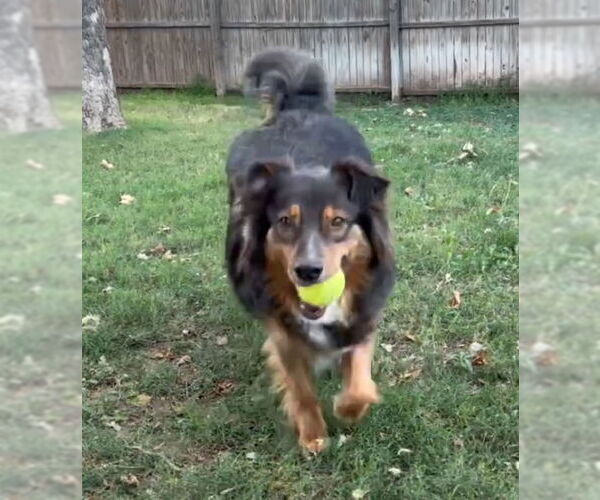 Medium Photo #3 Australian Shepherd-Unknown Mix Puppy For Sale in Grafton, WI, USA