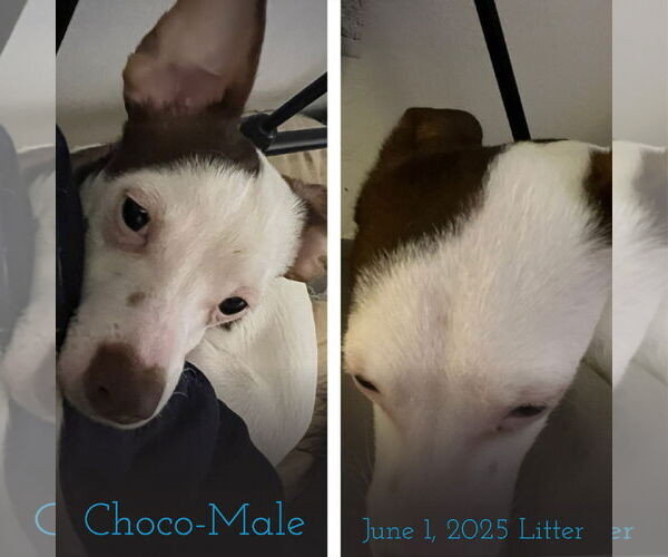 Medium Photo #2 Rat-Cha Puppy For Sale in Grafton, WI, USA