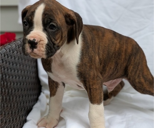 Medium Photo #32 Boxer Puppy For Sale in GOSHEN, IN, USA