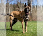 Small #2 German Shepherd Dog Mix