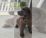 Puppy Honey Newfoundland