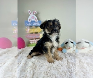 YorkiePoo Puppy for sale in GREENFIELD, IN, USA