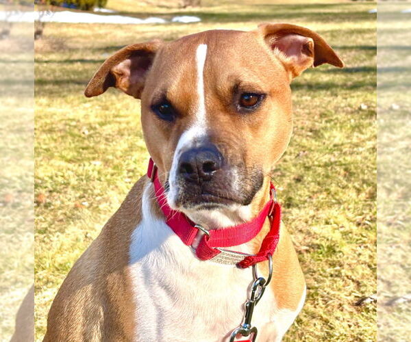 Medium Photo #11 Mutt Puppy For Sale in Canton, CT, USA