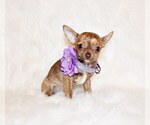 Puppy Infinity Chihuahua