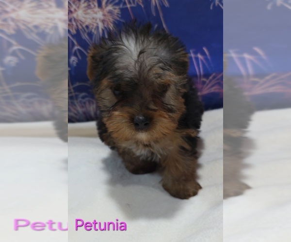 Medium Photo #2 Yorkshire Terrier Puppy For Sale in AZLE, TX, USA