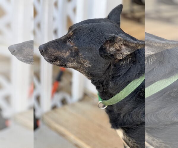 Medium Photo #4 Mutt Puppy For Sale in Lakemont, GA, USA