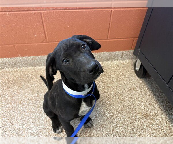 Medium Photo #1 Labrador Retriever-Unknown Mix Puppy For Sale in Pueblo, CO, USA