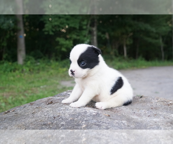 Medium Photo #2 American Bully-Unknown Mix Puppy For Sale in DRACUT, MA, USA