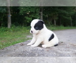 Small Photo #2 American Bully-Unknown Mix Puppy For Sale in DRACUT, MA, USA