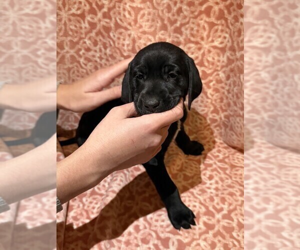 Medium Photo #2 Labmatian Puppy For Sale in ANTIOCH, CA, USA