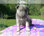Small #4 German Shepherd Dog