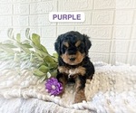 Puppy Purple Miniature Bernedoodle