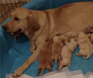 Labrador Retriever Puppy for sale in CALIENTE, CA, USA