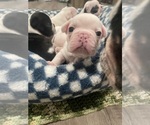 Small #34 French Bulldog