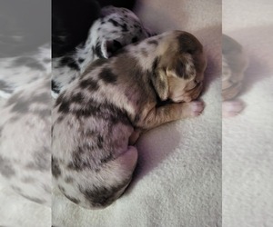 Chihuahua Puppy for sale in BLUE RIVER, WI, USA