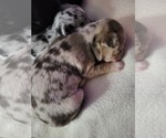 Small Photo #1 Chihuahua Puppy For Sale in BLUE RIVER, WI, USA