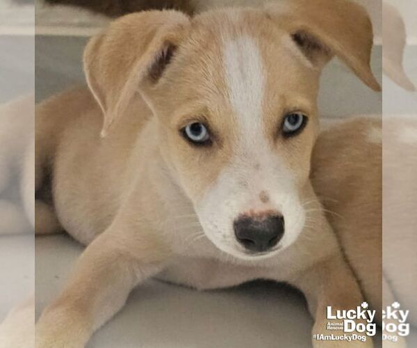 Medium Photo #2 Australian Shepherd-Unknown Mix Puppy For Sale in Washington, DC, USA