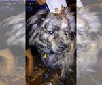 Small Photo #2 Mutt Puppy For Sale in San Antonio, TX, USA