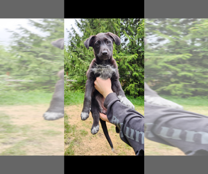 Border Collie Puppy for sale in TACOMA, WA, USA