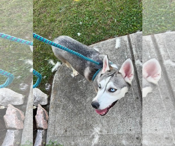 Medium Photo #12 Siberian Husky-Unknown Mix Puppy For Sale in Holly Springs, NC, USA