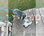 Small #11 Siberian Husky Mix