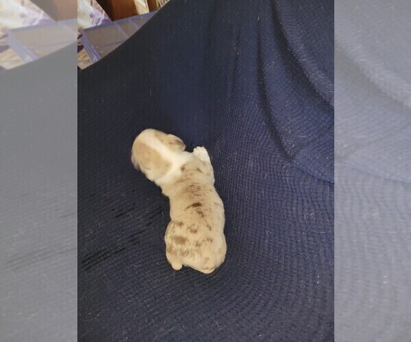 Medium Photo #5 Olde English Bulldogge Puppy For Sale in HAMLER, OH, USA