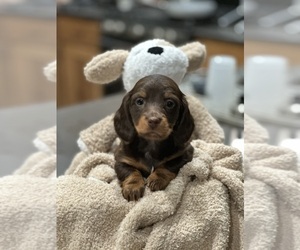 Dachshund Puppy for sale in UNIONVILLE, IA, USA