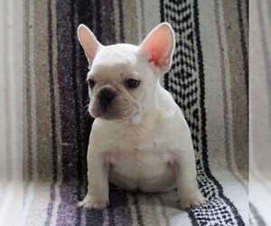 French Bulldog Puppy for sale in FREDERICKSBG, OH, USA