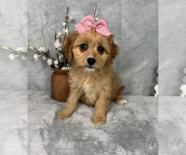 Medium Photo #5 Cavapoo (Standard) Puppy For Sale in GREENFIELD, IN, USA