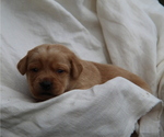 Small #1 Labrador Retriever