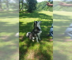 Small Photo #2 Siberian Husky Puppy For Sale in CENTERVILLE, NC, USA