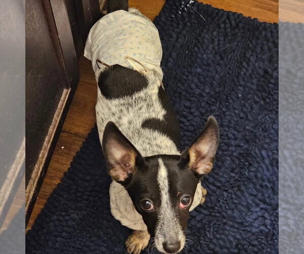 Medium Photo #2 Dachshund Puppy For Sale in FRAMINGHAM, MA, USA