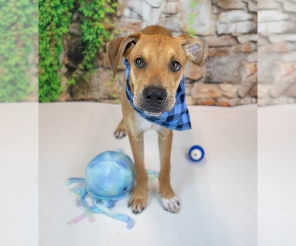 Medium Photo #3 Border Collie-Unknown Mix Puppy For Sale in Kennesaw, GA, USA