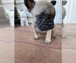 Small Photo #15 French Bulldog Puppy For Sale in OSHKOSH, WI, USA