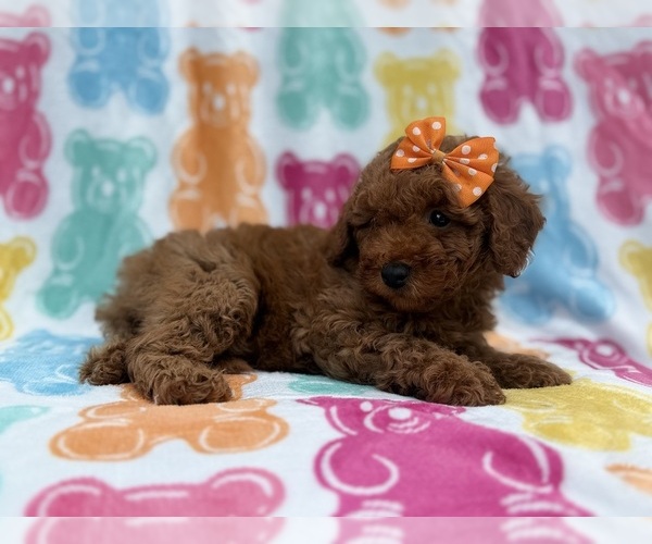 Medium Photo #8 Cavapoo (Miniature) Puppy For Sale in LAKELAND, FL, USA