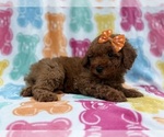 Ansley - Female Cavapoo (Miniature) Puppy for Sale - Photo #8