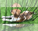 Small Photo #4 Rat Terrier Puppy For Sale in YELLVILLE, AR, USA