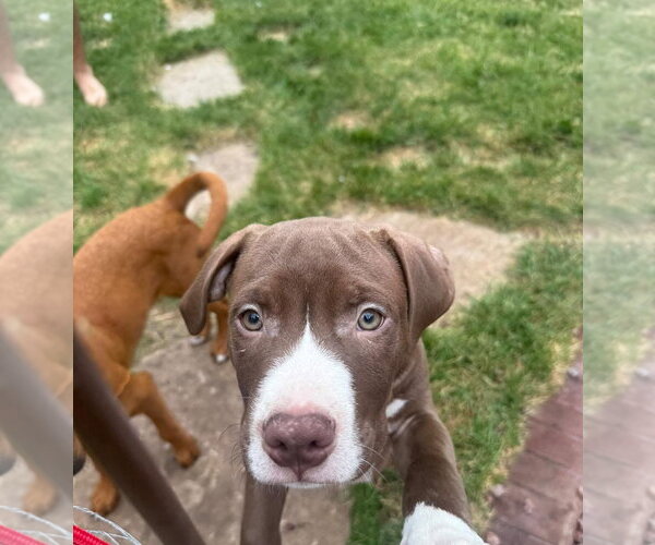 Medium Photo #2 Mutt Puppy For Sale in New London, WI, USA