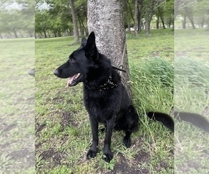 Father of the German Shepherd Dog puppies born on 01/22/2025